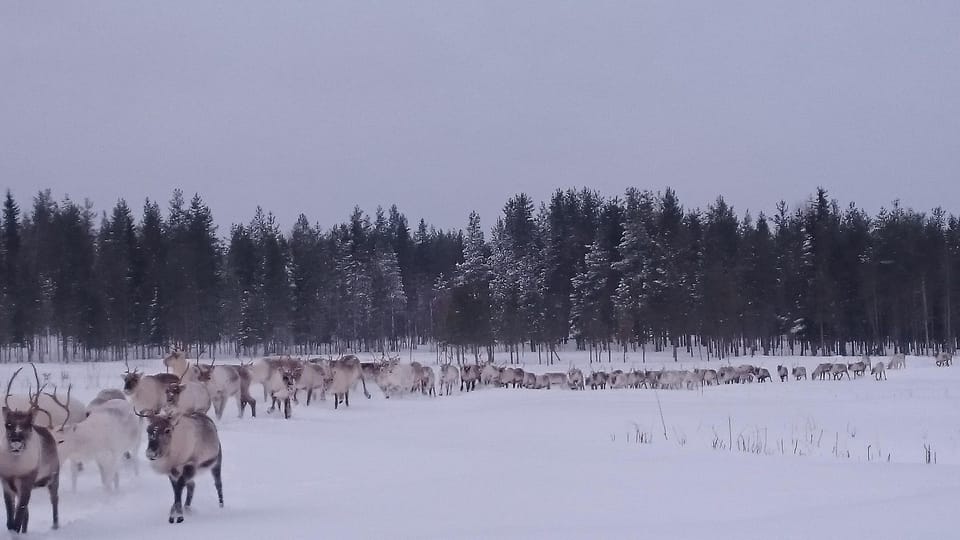 Rovaniemi: Private Reindeer Farm Visit and Walk-Along - The warm welcome: two Lapponian herder dogs set the tone