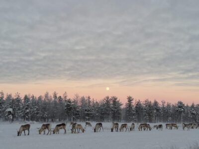 Rovaniemi: Private Reindeer Farm Visit and Walk-Along - Getting there from Rovaniemi: remote, so plan on a car