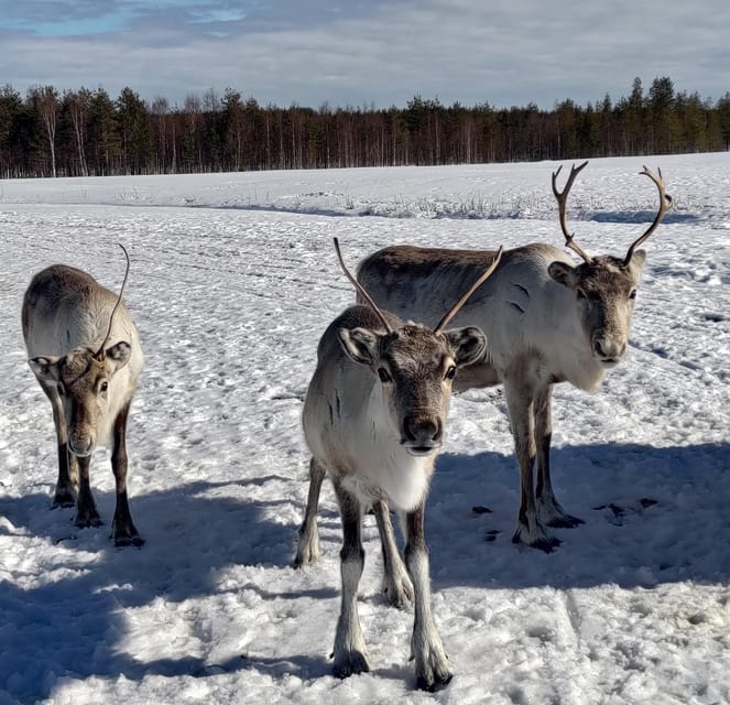 Rovaniemi: Private Reindeer Farm Visit and Walk-Along - The snowmobile sledge ride and the herd run you’ll want photos for