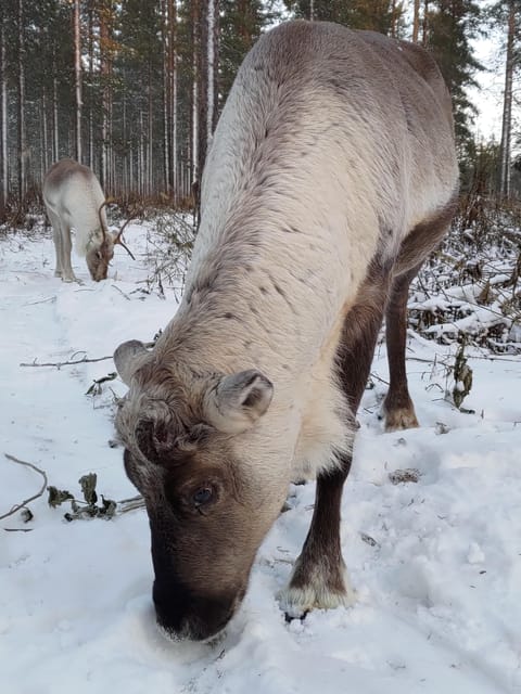 Rovaniemi: Private Reindeer Farm Visit and Walk-Along - Forest walk with young sledge reindeer (and how to make it work)