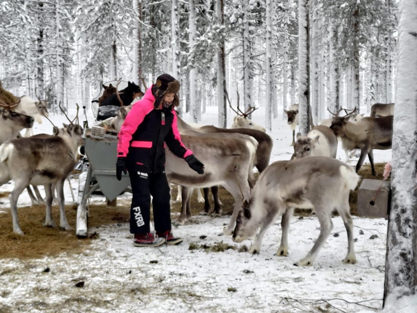 Rovaniemi: Private Reindeer Farm Visit and Walk-Along - Kota campfire stop: berry juice, local treats, and lasso practice