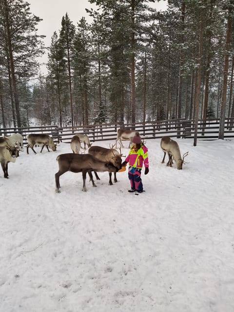 Rovaniemi: Private Reindeer Farm Visit and Walk-Along - Price and value: what $165 buys you in Lapland time