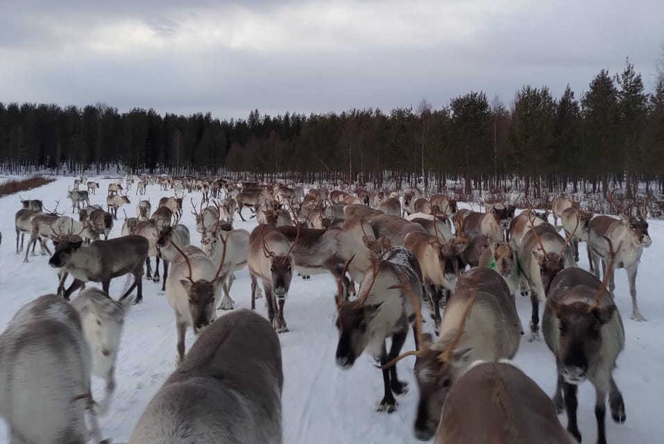 Rovaniemi: Private Reindeer Farm Visit and Walk-Along - Who should book this, and who should skip it