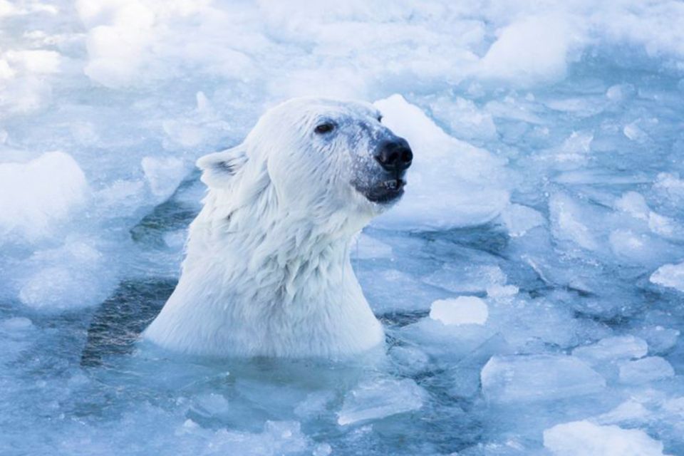 Rovaniemi: Ranua Zoo Entry Ticket w/ Walking Tour and Lunch - Key things to know before you go