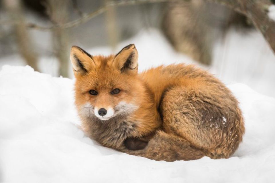 Rovaniemi: Ranua Zoo Entry Ticket w/ Walking Tour and Lunch - Should you book Ranua Zoo with walking time and lunch?