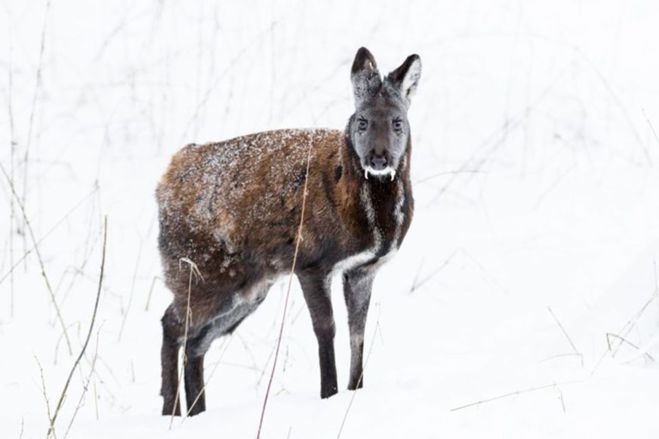Rovaniemi: Ranua Zoo Entry Ticket w/ Walking Tour and Lunch - From your Rovaniemi pickup to your zoo entrance