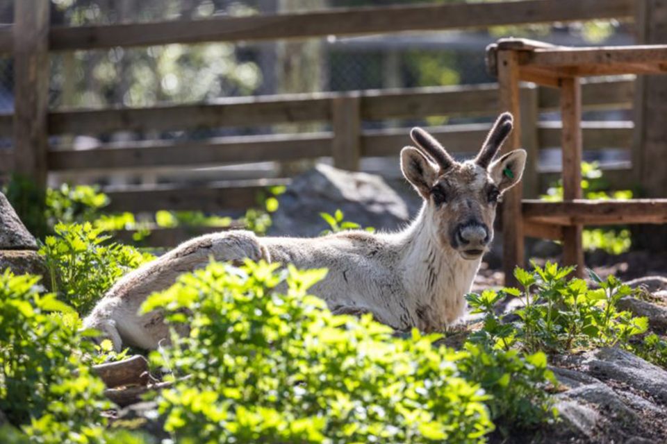Rovaniemi: Ranua Zoo Entry Ticket w/ Walking Tour and Lunch - Your 1.5-hour self-guided walk: spotting polar bears, arctic foxes, and more