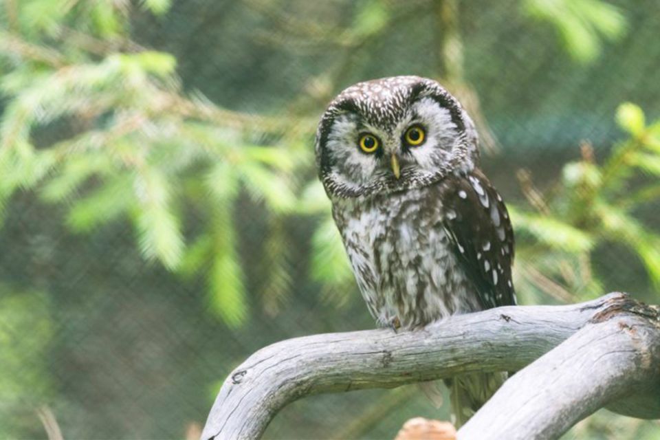 Rovaniemi: Ranua Zoo Entry Ticket w/ Walking Tour and Lunch - Lunch inside the zoo: warm food, real convenience, limited extra options