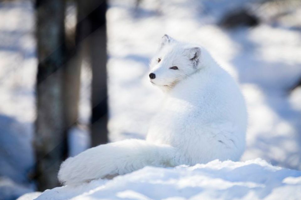 Rovaniemi: Ranua Zoo Entry Ticket w/ Walking Tour and Lunch - Who this tour is best for (and who should skip it)