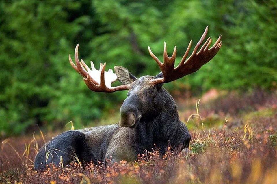 Rovaniemi: Ranua Zoo Entry Ticket with BBQ Picnic - Key points worth knowing
