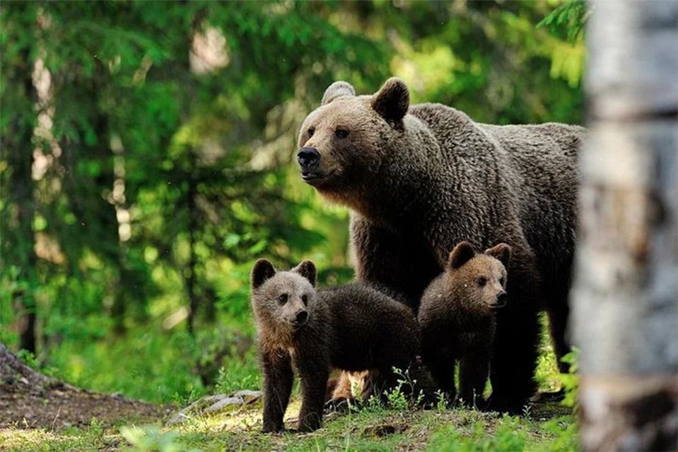 Rovaniemi: Ranua Zoo Entry Ticket with BBQ Picnic - Why Ranua Zoo feels different from a typical wildlife park