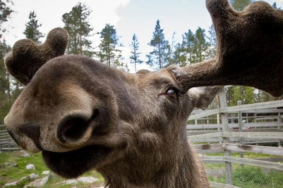 Rovaniemi: Ranua Zoo Entry Ticket with BBQ Picnic - Price and value check: is $258 per person fair?