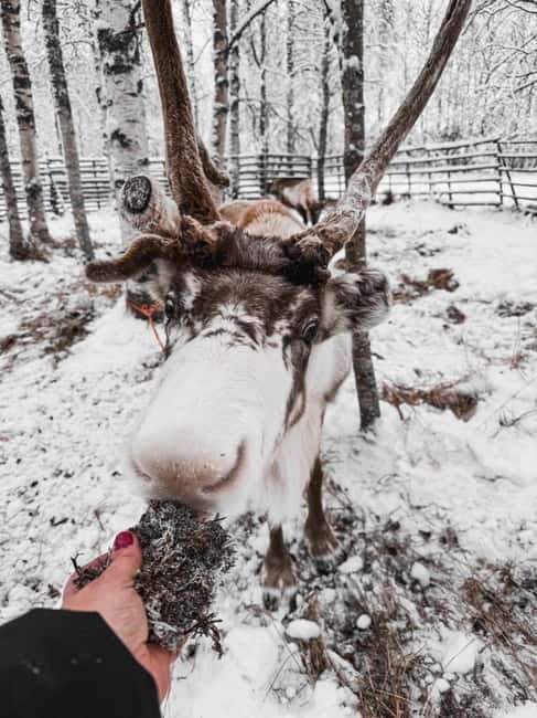 Rovaniemi: Reindeer Experience with Sleigh Ride - Key highlights worth your attention