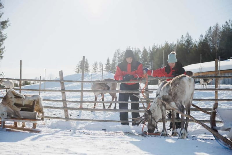 Rovaniemi: Reindeer Experience with Sleigh Ride - From Rovaniemi pickup to the farm: what actually makes this outing feel easy