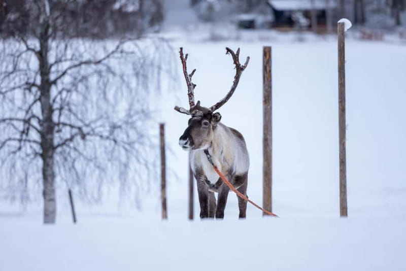 Rovaniemi: Reindeer Experience with Sleigh Ride - Getting dressed for Lapland: winter overalls, boots, and cold-proof confidence