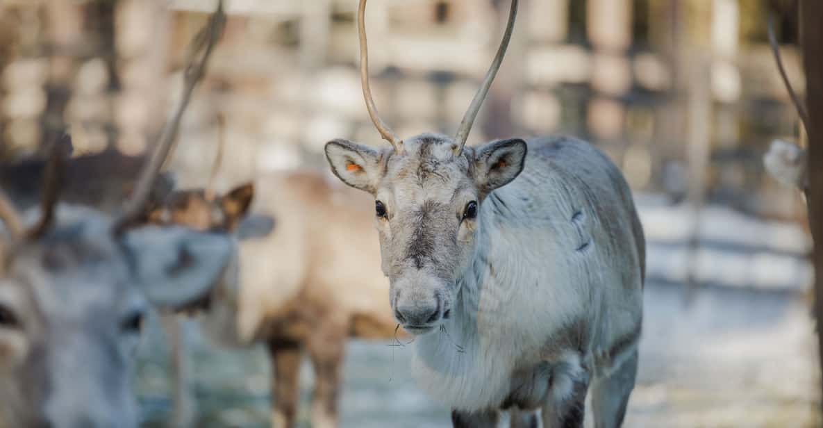 Rovaniemi: Reindeer Experience with Sleigh Ride - Price and value: is $99 per person fair for what you get?