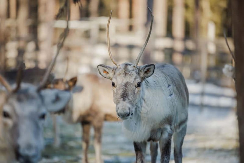 Rovaniemi: Reindeer Experience with Sleigh Ride - Meeting points in Rovaniemi: Santa Claus Village vs city office