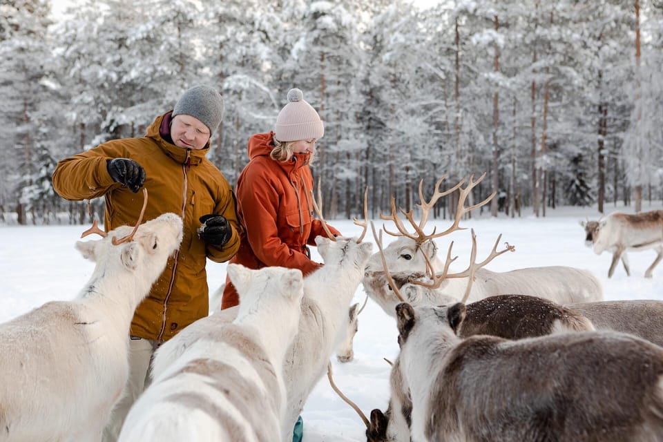 Rovaniemi: Reindeer Farm Visit and Sleigh Ride with transfer - Key things to know before you go