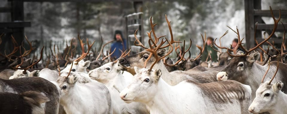 Rovaniemi: Reindeer Farm Visit and Sleigh Ride with transfer - Meeting the herd: what to expect at the reindeer farm