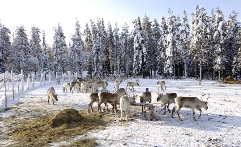 Rovaniemi: Reindeer Farm Visit and Sleigh Ride with transfer - The kota-hut stories: where culture turns into something you remember