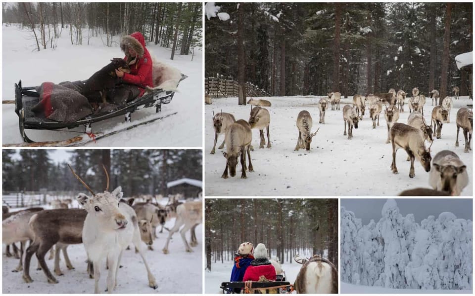 Rovaniemi: Reindeer Farm Visit and Sleigh Ride with transfer - The reindeer sled ride: short distance, real thrill