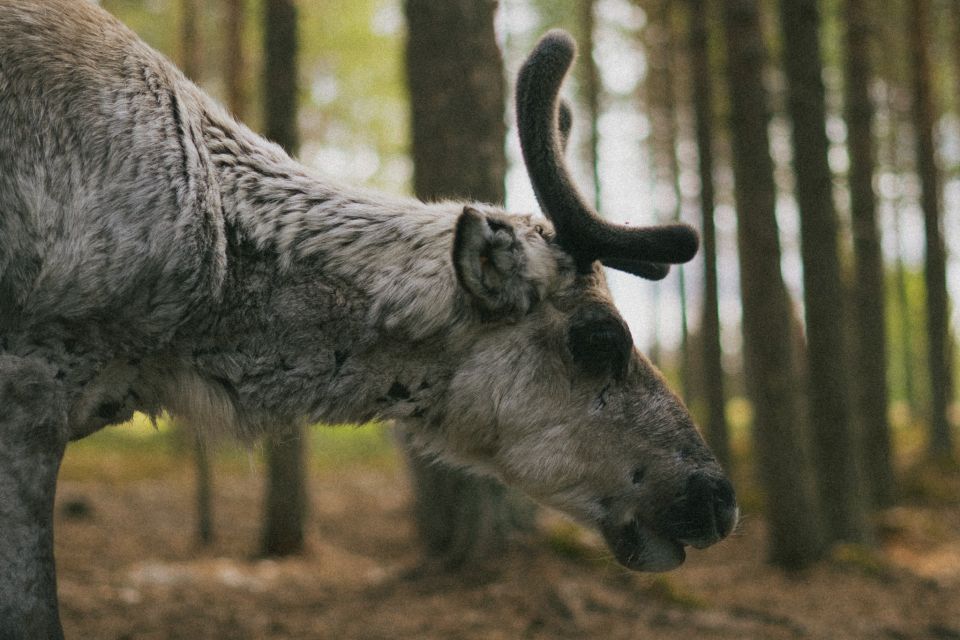 Rovaniemi: Reindeer Farm Visit with Photographer - Key things to know before you go