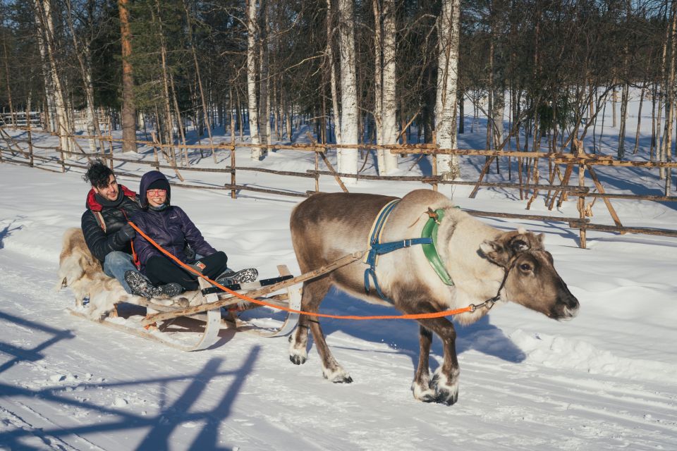 Rovaniemi: Reindeer Farm Visit with Photographer - Feeding and petting: getting close without losing the calm