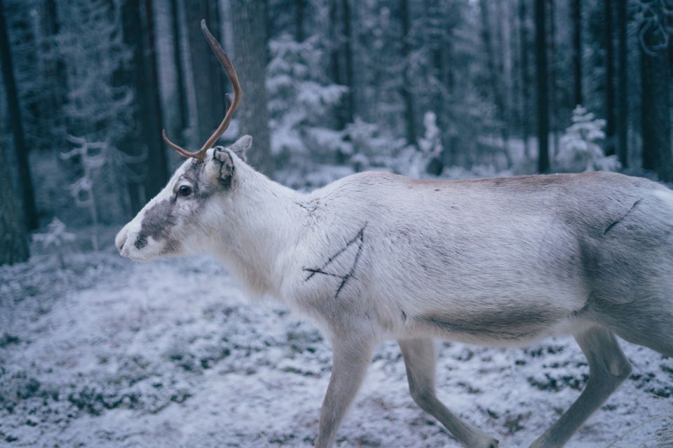 Rovaniemi: Reindeer Farm Visit with Photographer - Price and value: what $139 buys you in Rovaniemi