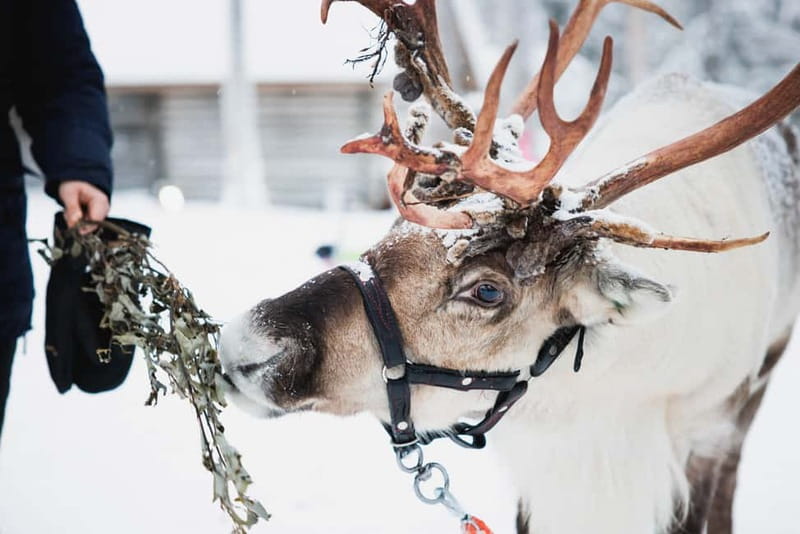 Rovaniemi: Reindeer, Huskies & Santa Claus Village - Why This Rovaniemi Combo Works: Reindeer, Huskies, and Santa