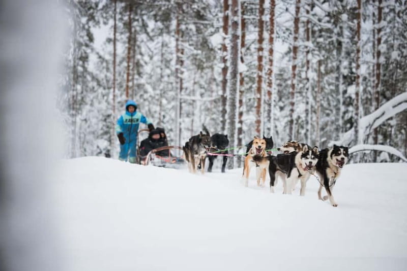 Rovaniemi: Reindeer, Huskies & Santa Claus Village - Lunch Reset: Traditional Salmon Soup and Warm Fuel