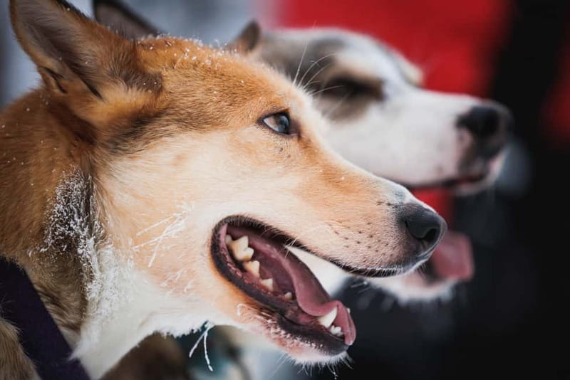 Rovaniemi: Reindeer, Huskies & Santa Claus Village - Meet Santa Claus and the Mini Snowmobile for Kids
