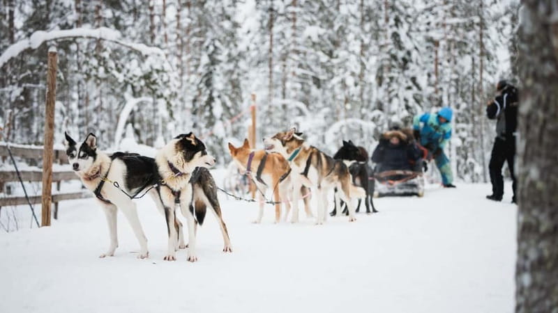 Rovaniemi: Reindeer, Huskies & Santa Claus Village - Logistics That Make or Break the Day: Group Size, Guides, and Pacing
