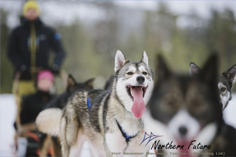 Rovaniemi: Reindeer, Huskies, Santa's Pets & Aurora Hunt - Santa’s Village first: how the day sets you up for aurora later