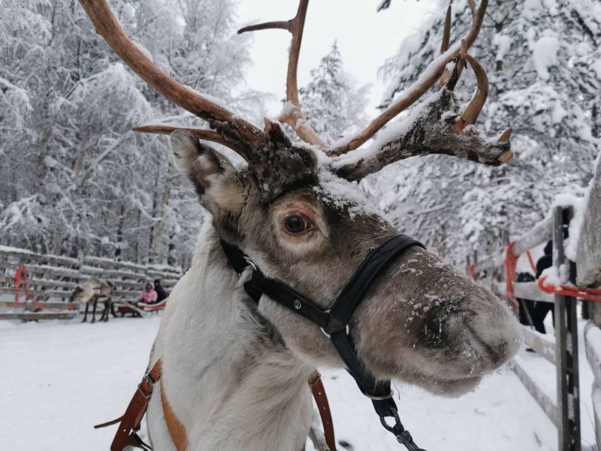 Rovaniemi: Reindeer, Huskies, Santa's Pets & Aurora Hunt - Husky safari (500m): the second sled ride that feels like Lapland