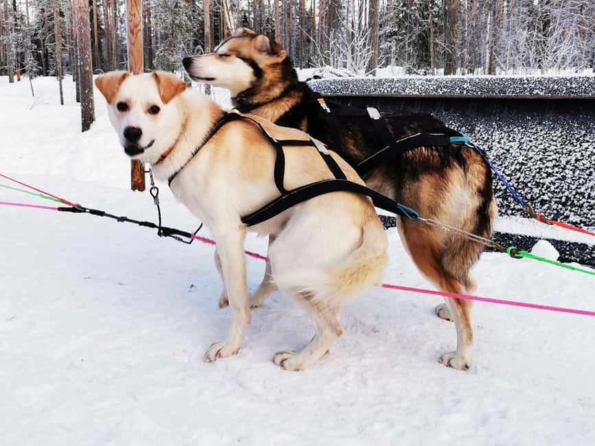 Rovaniemi: Reindeer, Huskies, Santa's Pets & Aurora Hunt - Santa Claus Village free time around 12:30