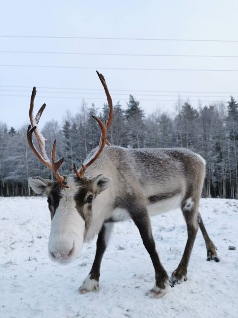 Rovaniemi: Reindeer, Huskies, Santa's Pets & Aurora Hunt - Price and value: is $271 worth it for a 7-hour Arctic combo?