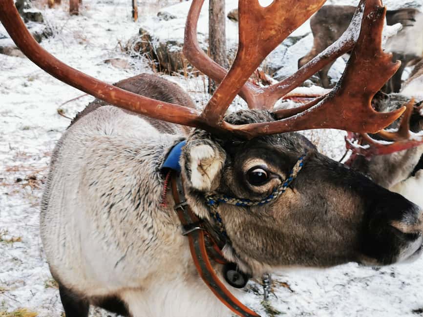 Rovaniemi: Reindeer, Huskies, Santa's Pets & Aurora Hunt - Reindeer sleigh ride (400m) and feeding Santa’s Pets