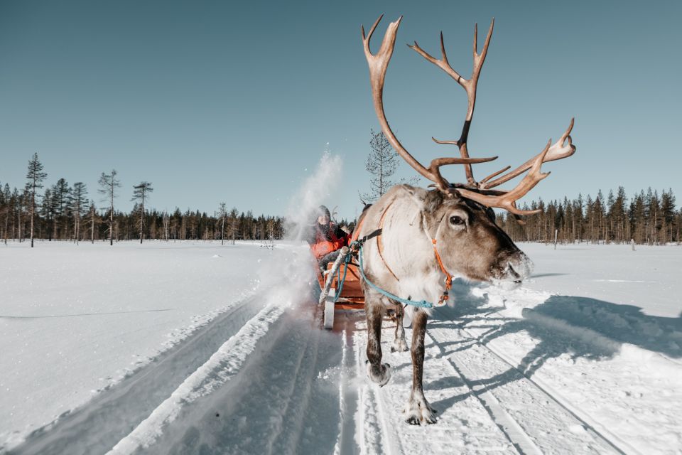 Rovaniemi: Reindeer Sleigh Ride with Hot Drink and Cookies - Visiting an old Rovaniemi-area reindeer farm (and why it matters)