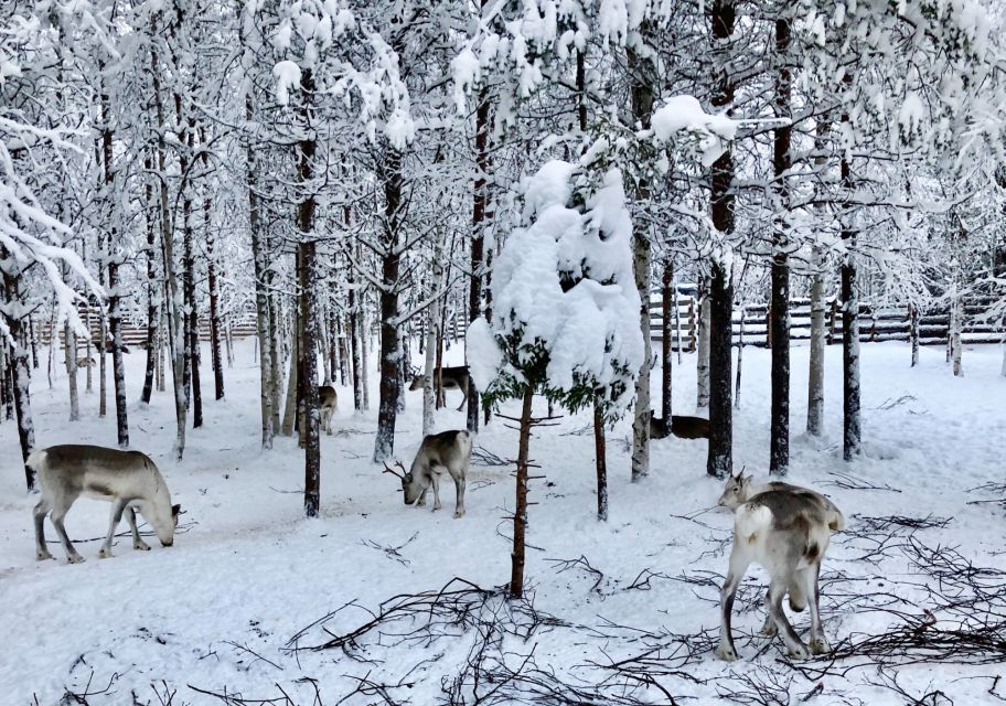 Rovaniemi: Reindeer Sleigh Ride with Hot Drink and Cookies - Pickup and timing in Rovaniemi: how 2.5 hours actually plays out