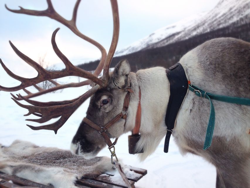 Rovaniemi: Reindeer Sleigh Ride with Hot Drink and Cookies - Inside the kota: hot berry drink, cookies, and reindeer talk by the fire