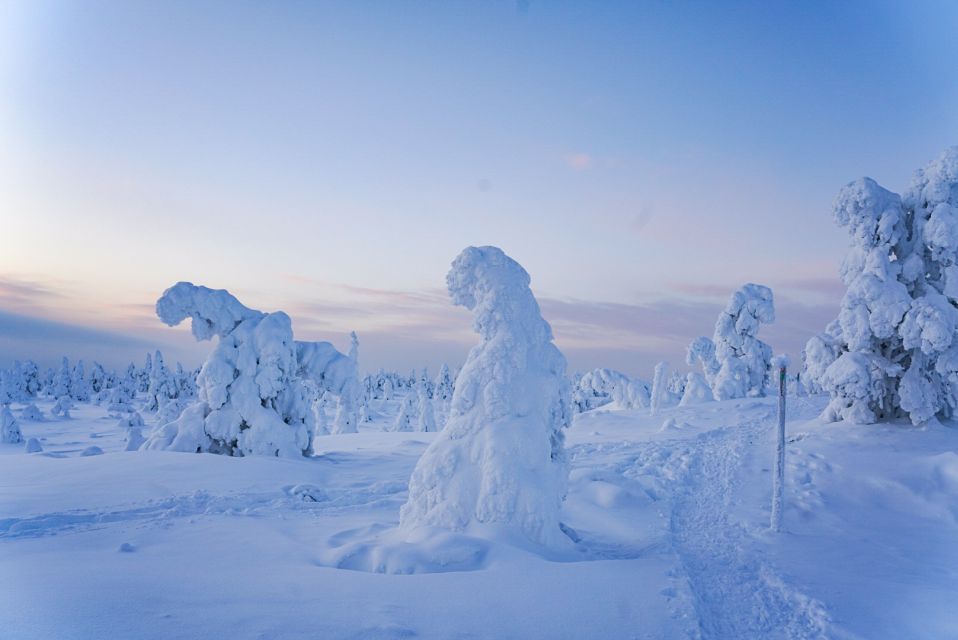Rovaniemi: Riisitunturi National Park Day Trip with Lunch - Price and value: what $223 buys you in Lapland terms