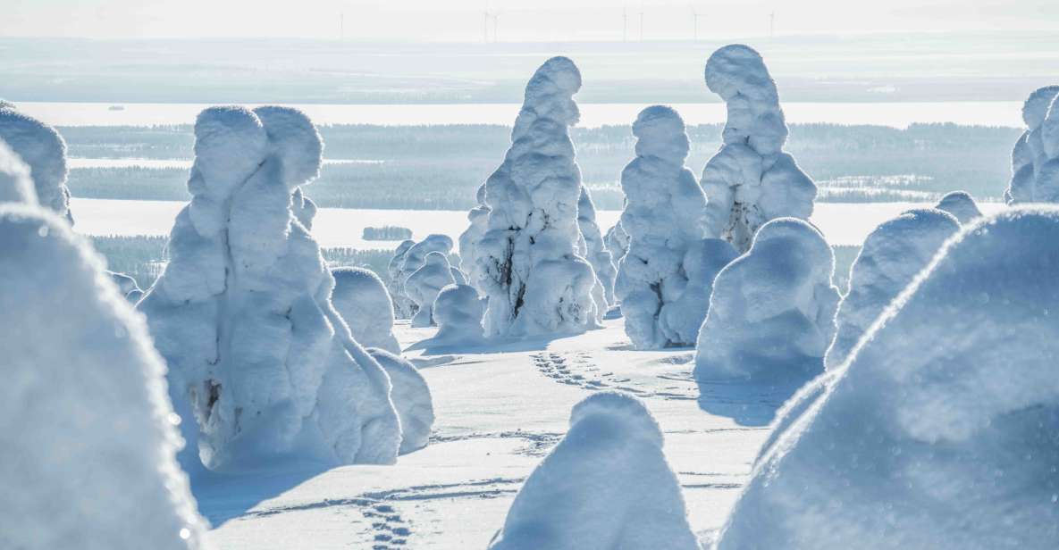 Rovaniemi: Riisitunturi National Park with Pro Photos & BBQ - Price and Value: Is $159 Really Fair for 9 Hours?