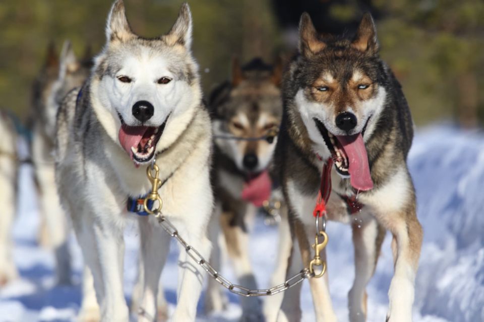 Rovaniemi: Self-Drive Husky Sleigh Ride Adventure - Key Things to Know Before You Go