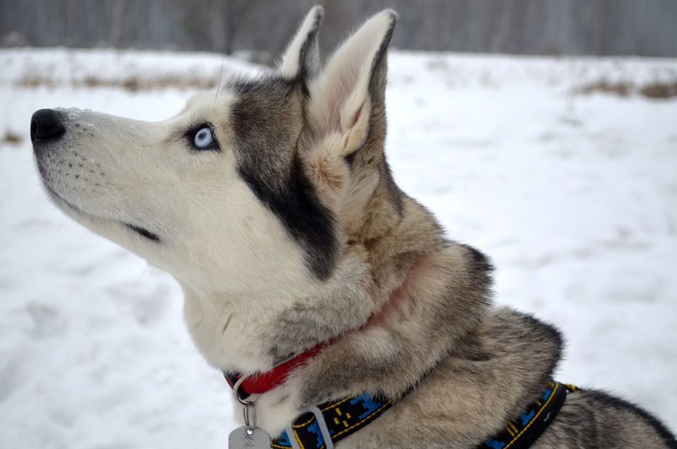 Rovaniemi: Self-Drive Husky Sleigh Ride Adventure - From Rovaniemi Center to a Husky Kennel Outside Town