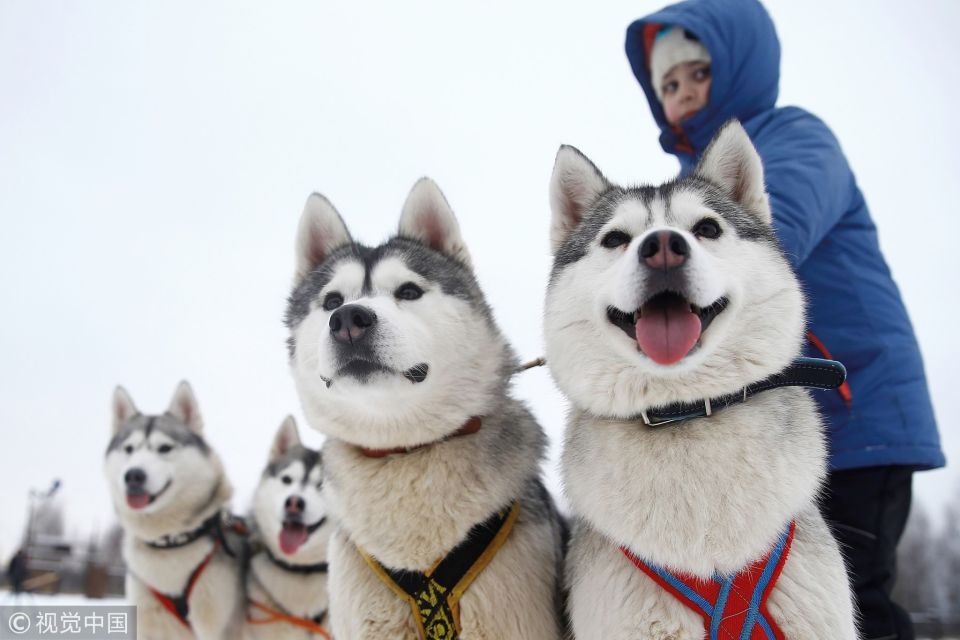 Rovaniemi: Self-Drive Husky Sleigh Ride Adventure - The 5km Self-Driven Husky Sleigh Ride (The Main Event)