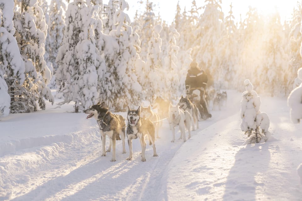 Rovaniemi: Snowmobile Safari, Reindeer & Husky Sleigh Ride - Reindeer Herding and That Driving Certificate Moment