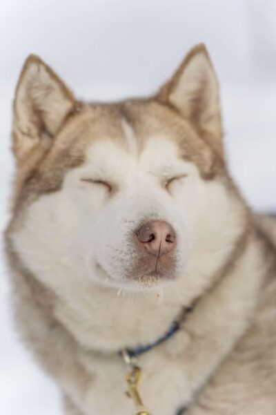 Rovaniemi: Snowmobile Safari, Reindeer & Husky Sleigh Ride - Huskies on a Farm: Fast Smiles, Short Ride, Great Energy