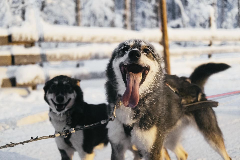 Rovaniemi: Snowmobile Safari, Reindeer & Husky Sleigh Ride - Snowmobile Safari Through Forest and Frozen Water