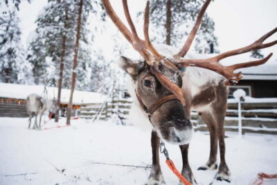 Rovaniemi: Snowmobile Tour and Reindeer Experience - Where you meet: Santa’s Village offices and pickup in Rovaniemi