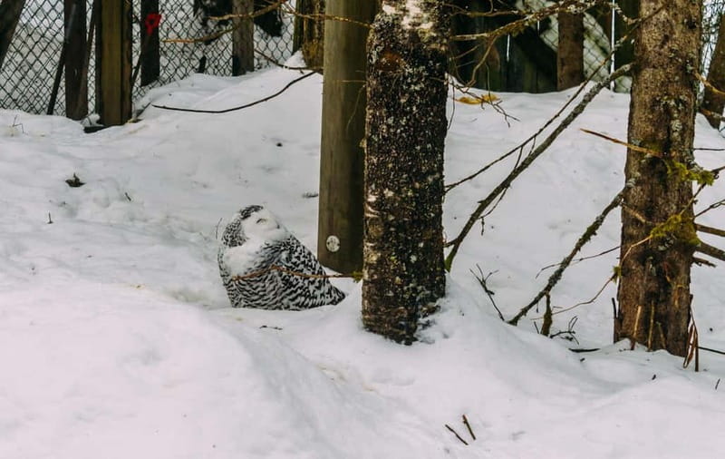 Rovaniemi: Trip to Ranua Zoo with Tickets - Rovaniemi to Ranua Zoo: the drive you can actually enjoy
